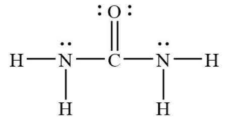 urea lewis structure|Draw the Lewis structure for urea, H2NCONH2, one of the  .